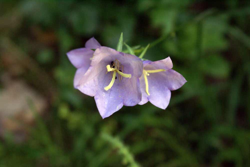 Appennino umbro - Campanula persicifolia