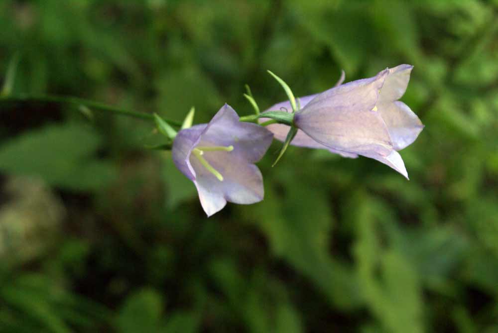 Appennino umbro - Campanula persicifolia