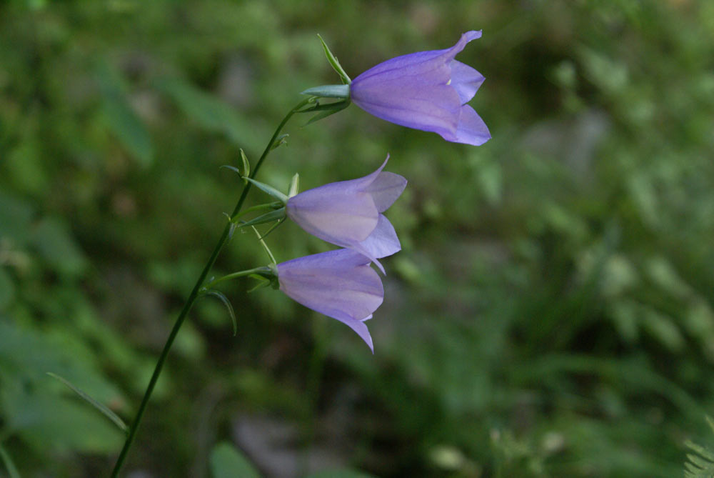 Appennino umbro - Campanula persicifolia