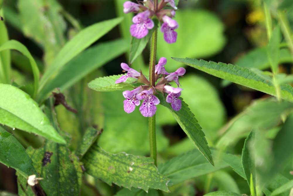 Stachys palustris / Bentonica palustre