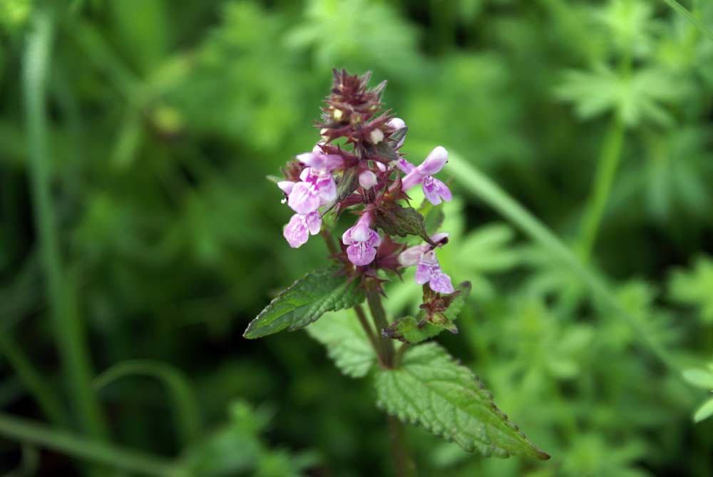 Stachys palustris / Bentonica palustre