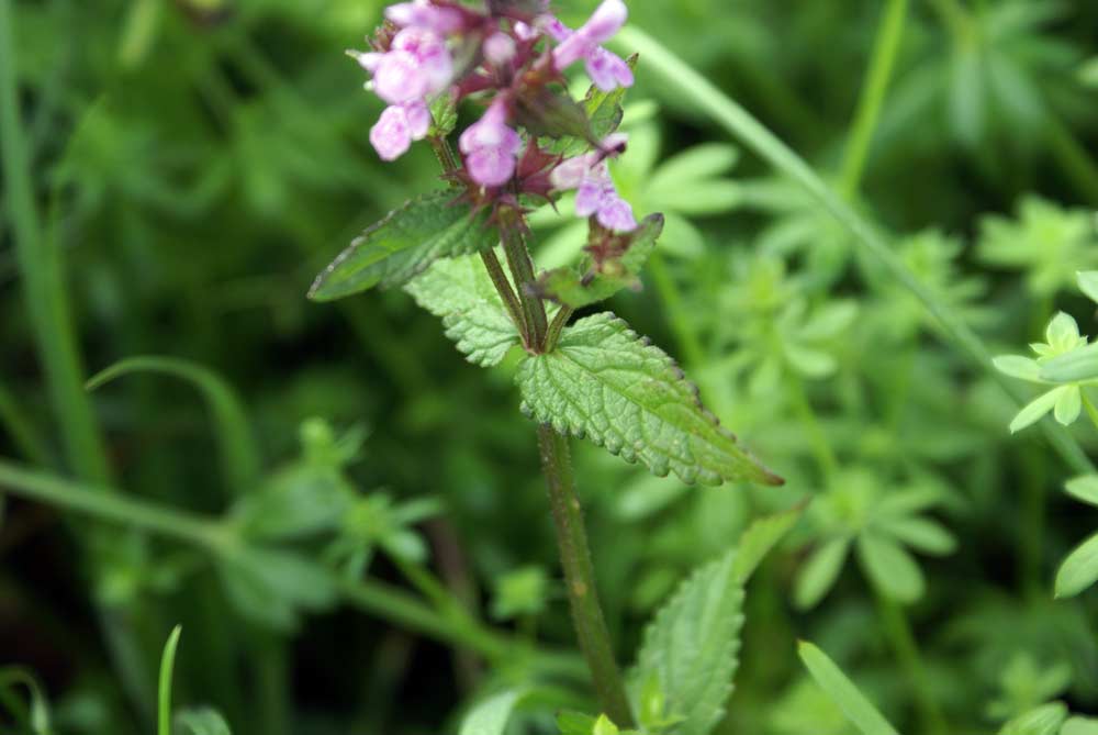 Stachys palustris / Bentonica palustre