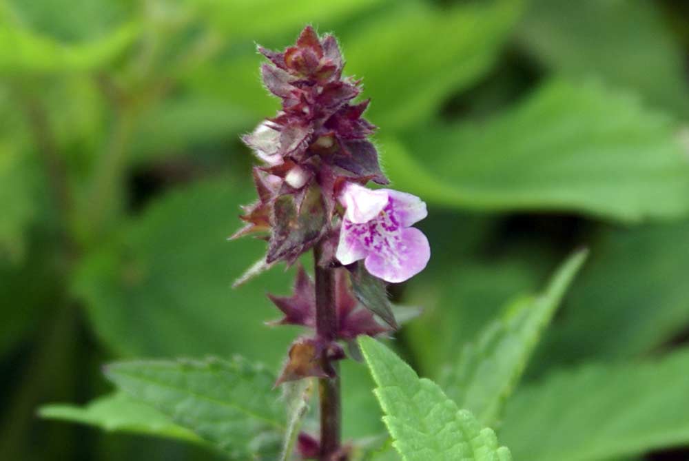 Stachys palustris / Bentonica palustre