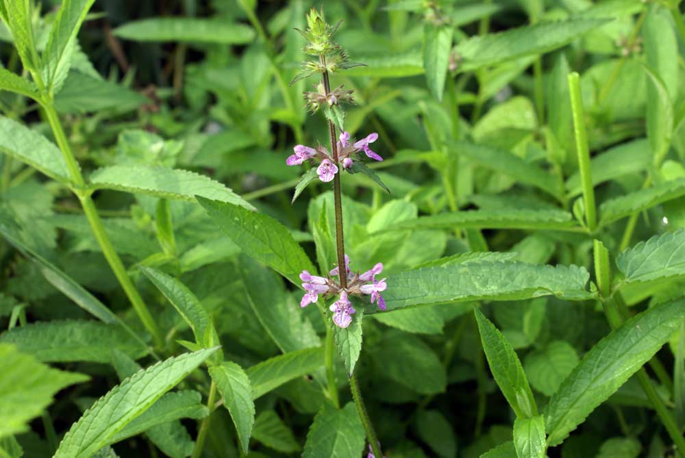 Stachys palustris / Bentonica palustre