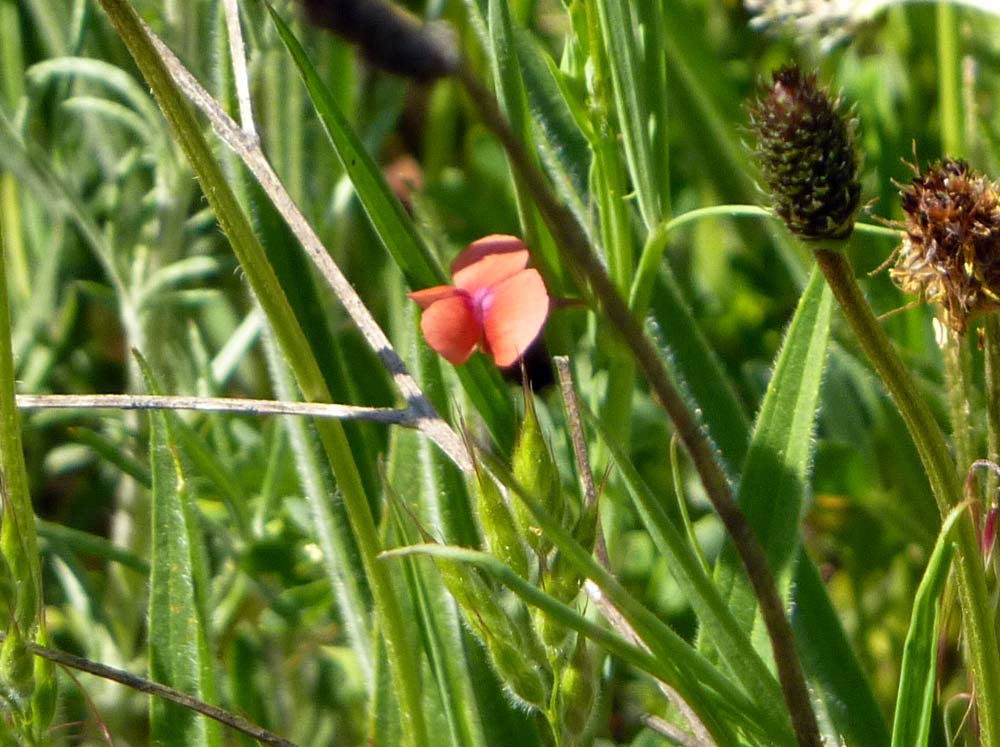 Lathyrus cfr. cicera