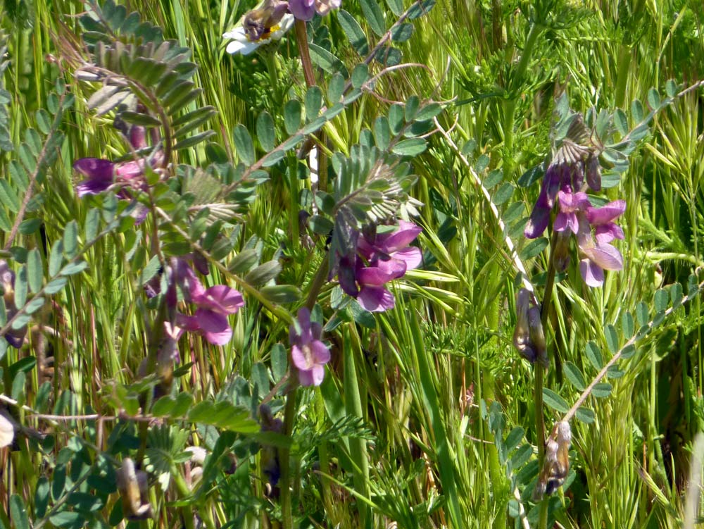 Vicia pannonica