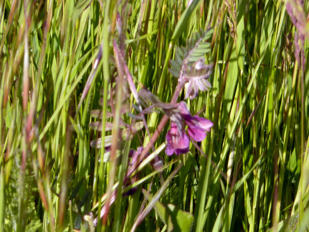 Vicia pannonica