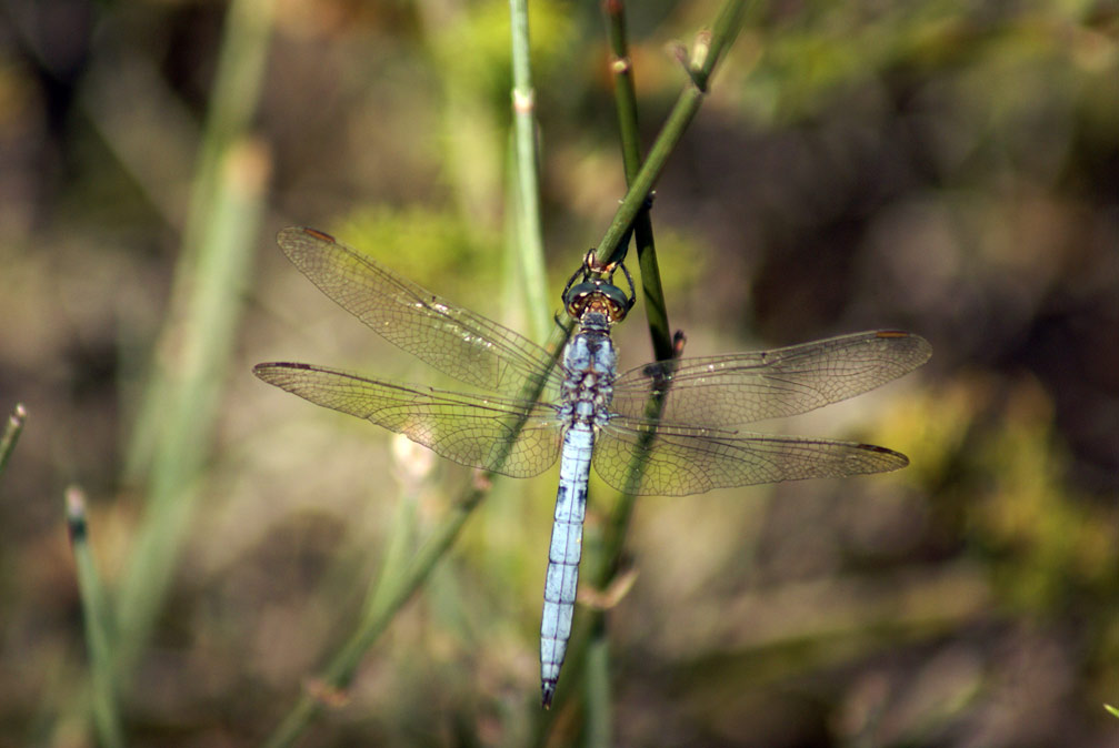 Orthetrum brunneum? - No, O. coerulescens  (maschio)