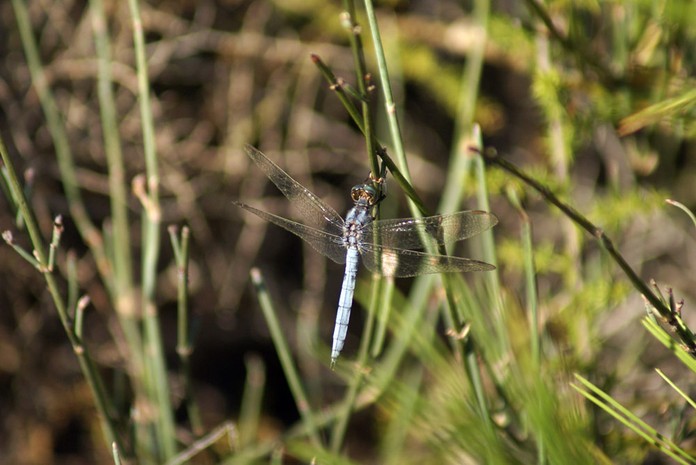 Orthetrum brunneum? - No, O. coerulescens  (maschio)