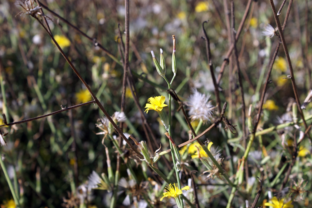 macchia sarda - Chondrilla juncaea