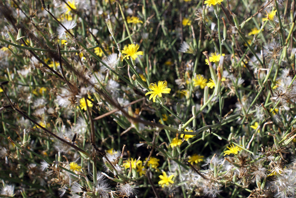 macchia sarda - Chondrilla juncaea