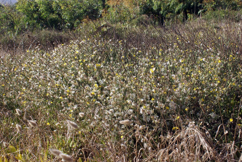 macchia sarda - Chondrilla juncaea