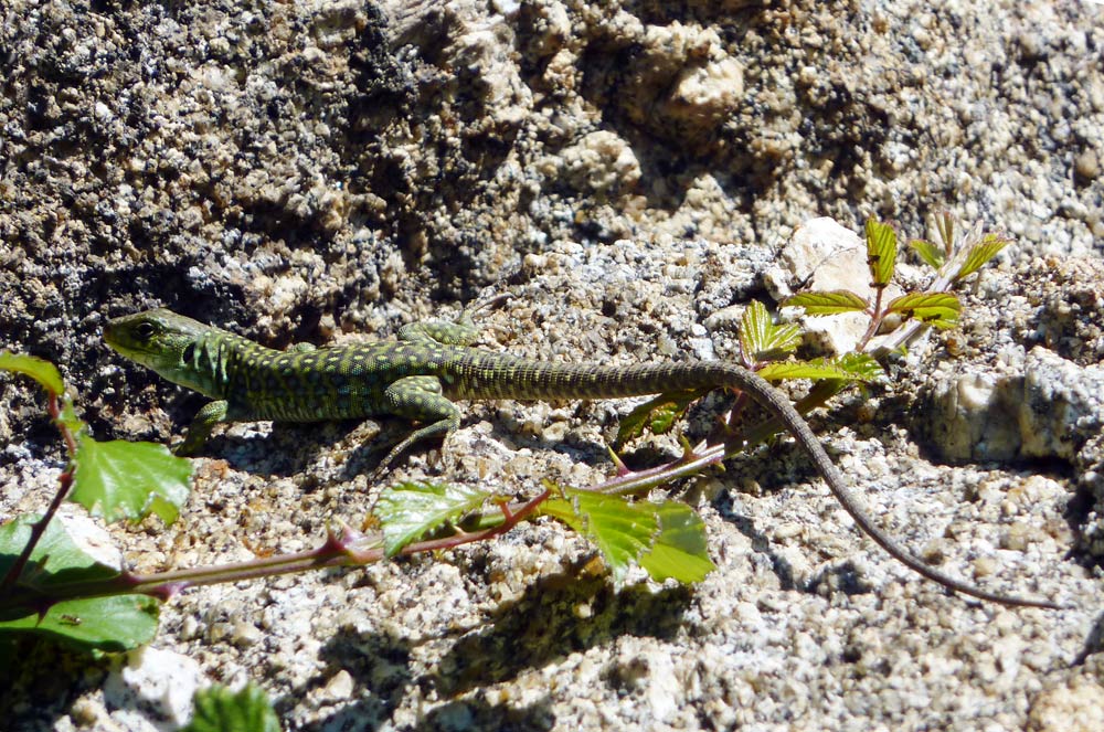 Altra lucertola (Timon lepidus)