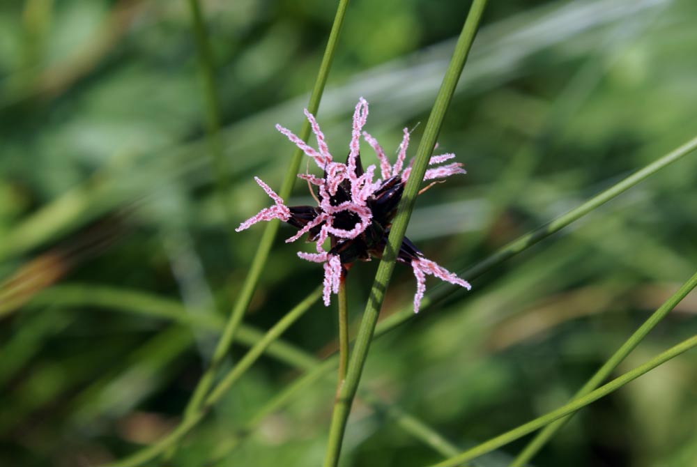 Juncus jacquinii