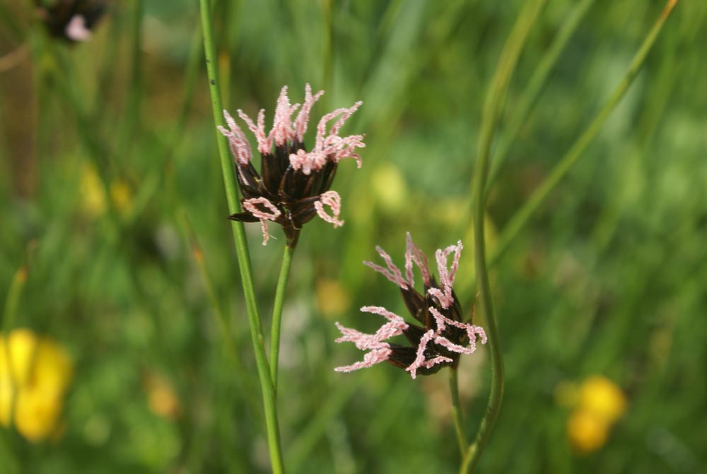 Juncus jacquinii