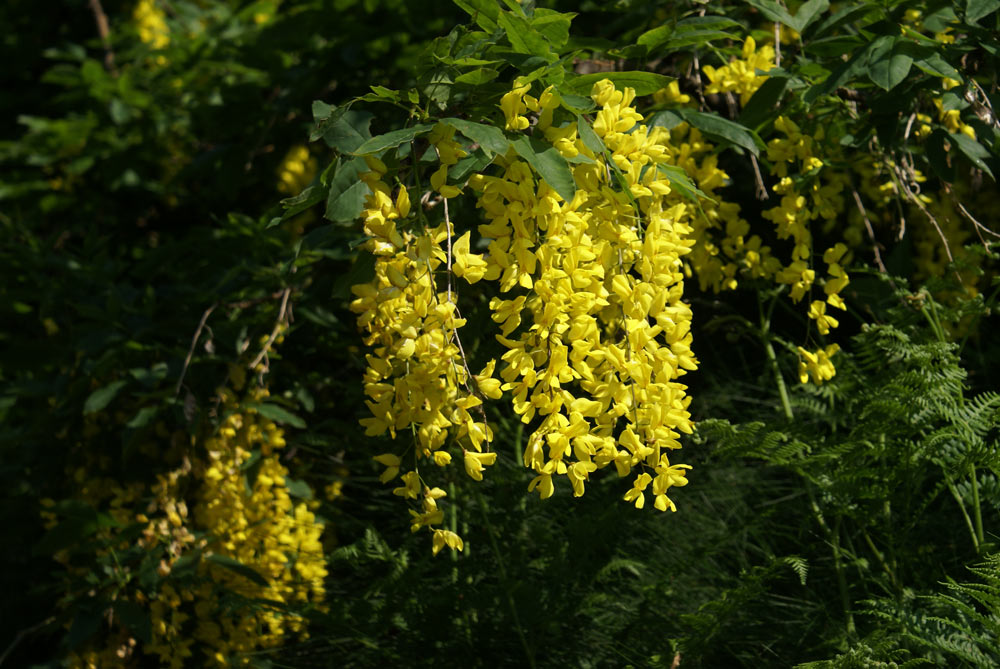 Laburnum anagyroides / Maggiociondolo