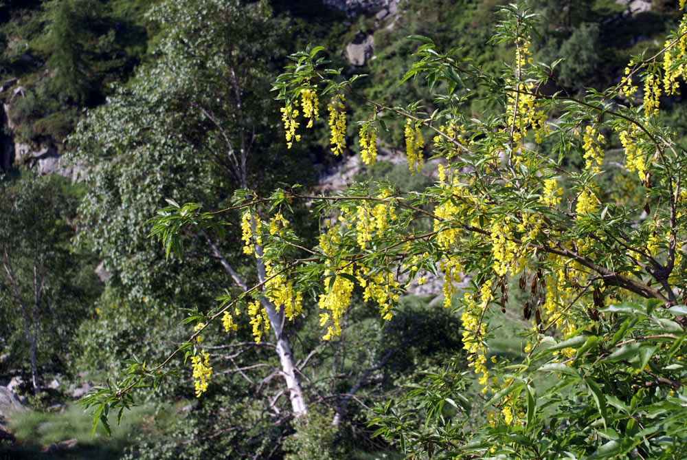 Laburnum anagyroides / Maggiociondolo