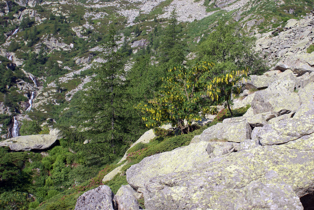 Laburnum anagyroides / Maggiociondolo