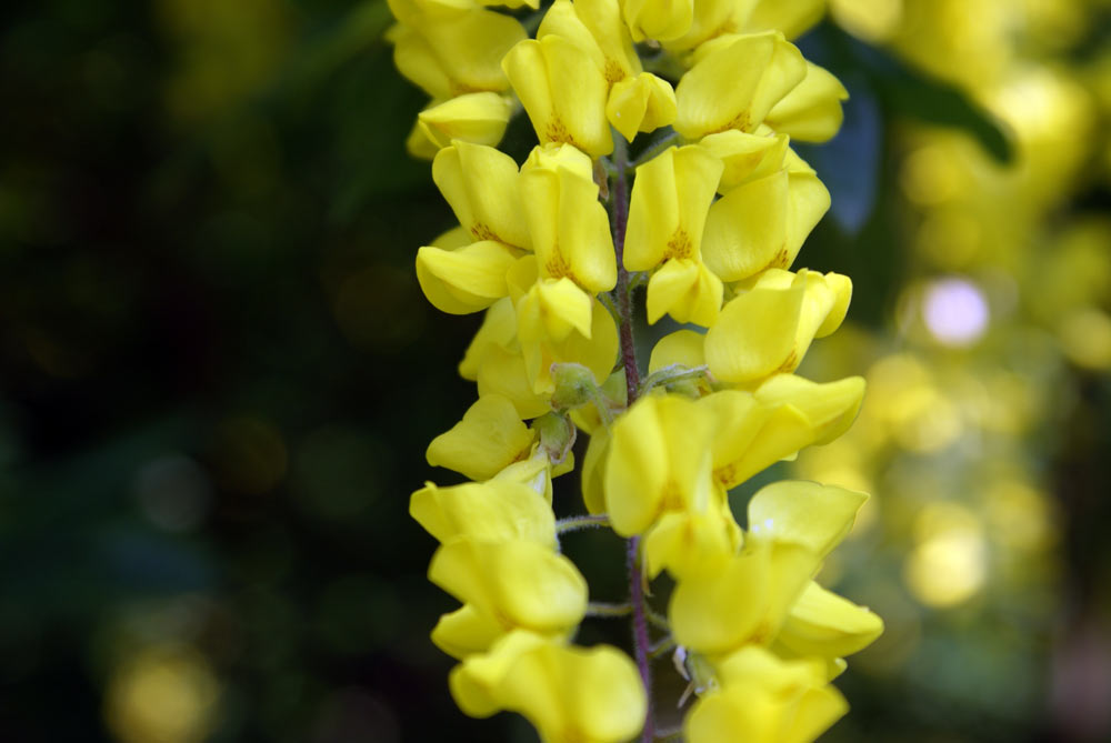 Laburnum anagyroides / Maggiociondolo