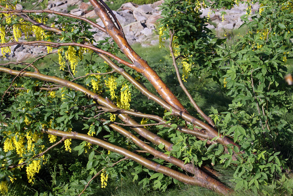 Laburnum anagyroides / Maggiociondolo