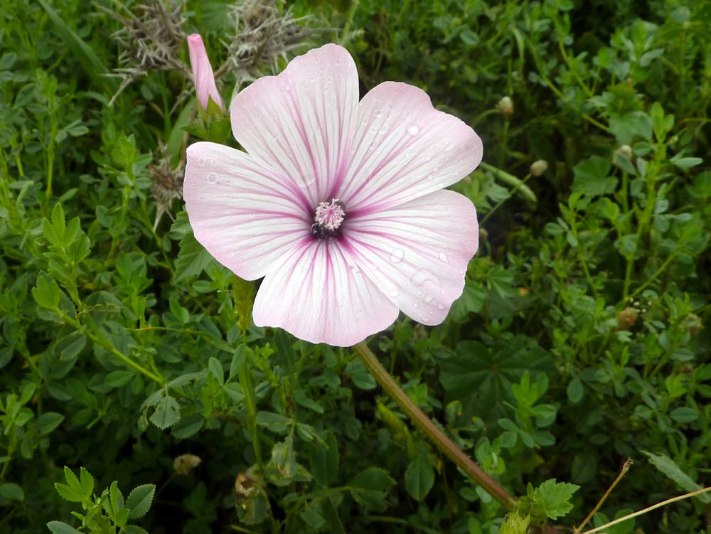 Malva neglecta? no, Althaea officinalis