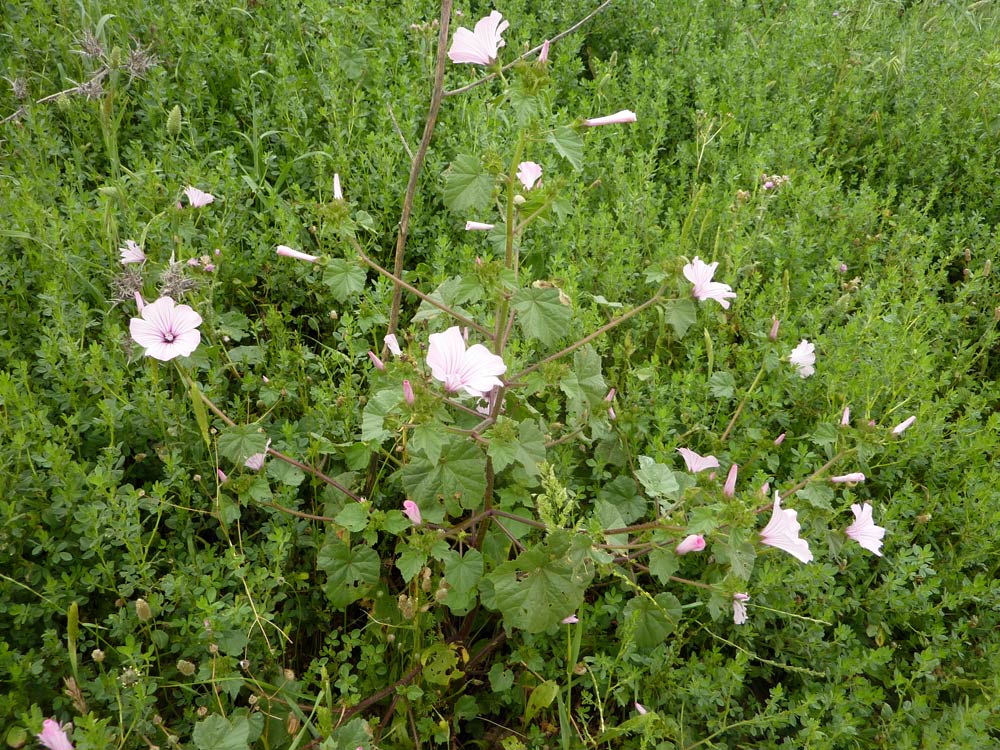 Malva neglecta? no, Althaea officinalis