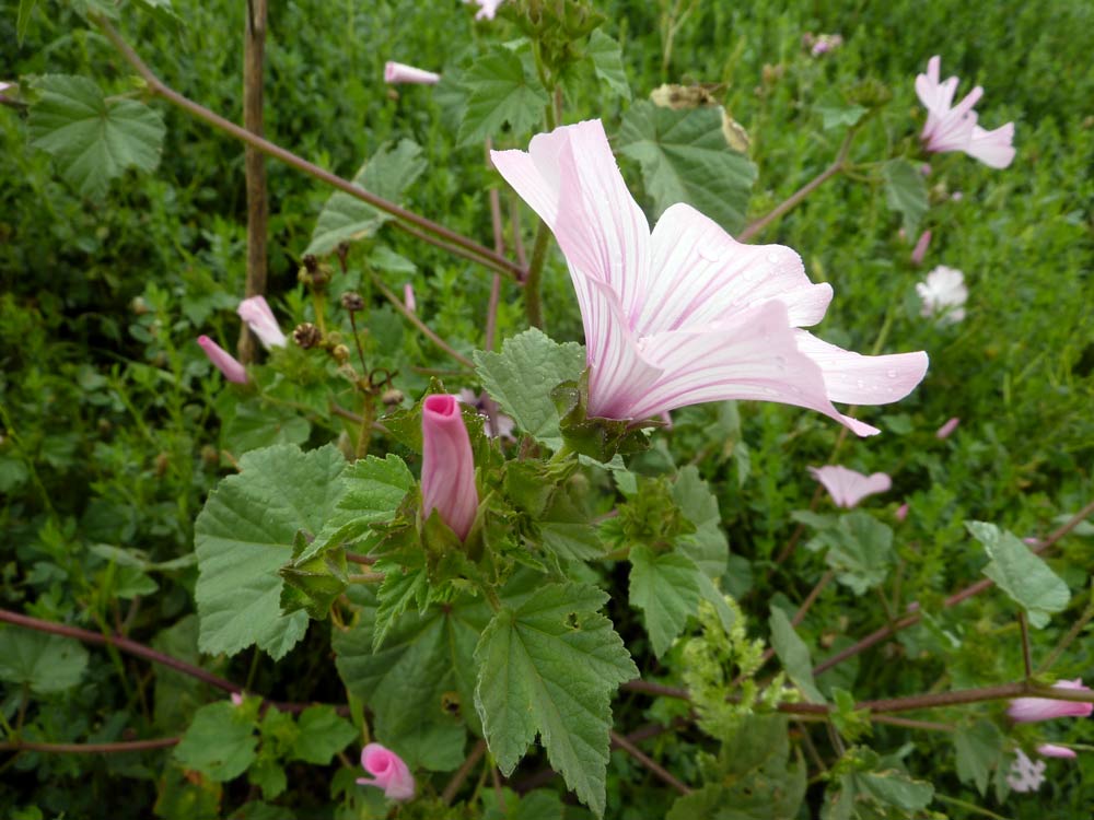 Malva neglecta? no, Althaea officinalis