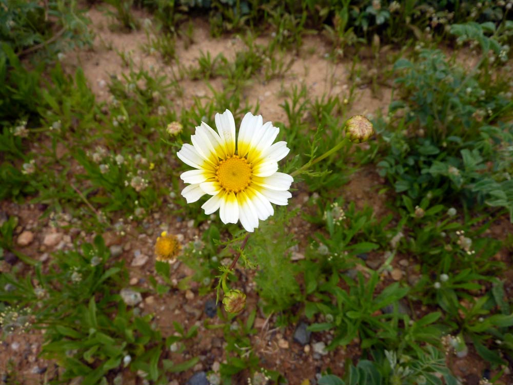 Glebionis coronaria / Crisantemo giallo