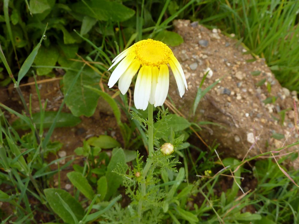 Glebionis coronaria / Crisantemo giallo