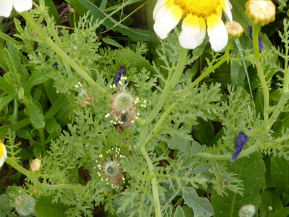 Glebionis coronaria / Crisantemo giallo