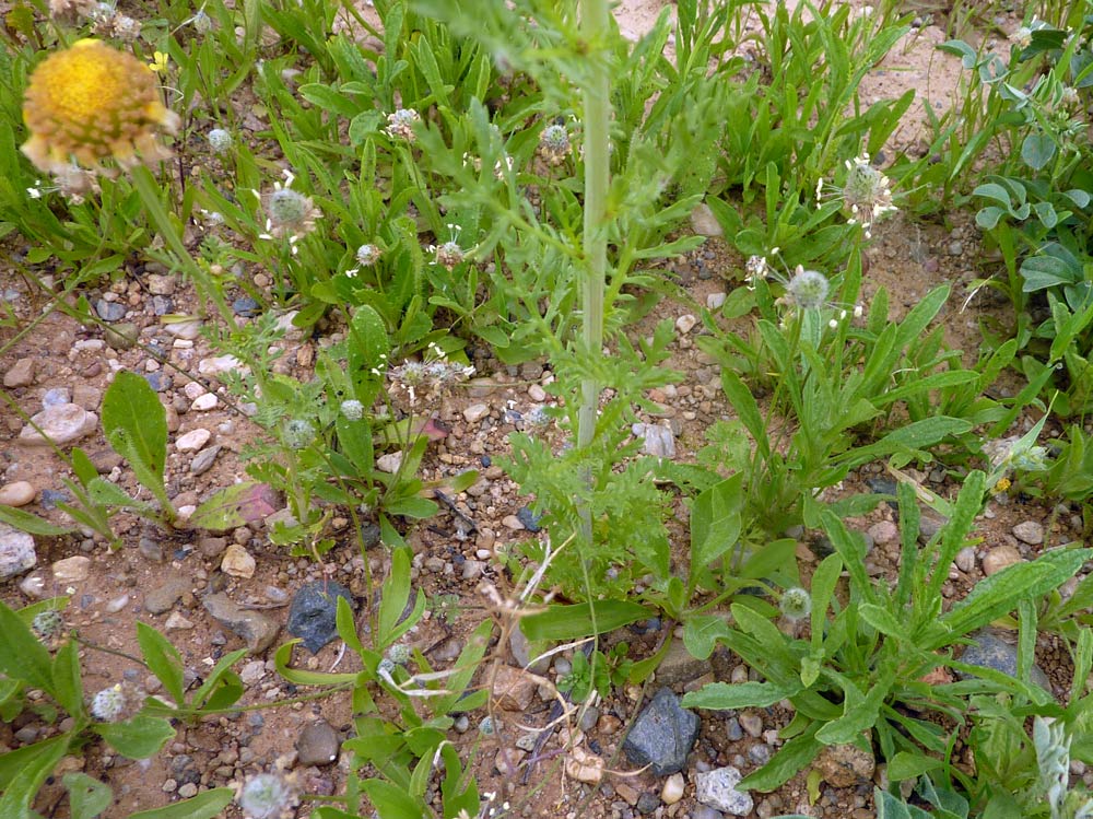 Glebionis coronaria / Crisantemo giallo