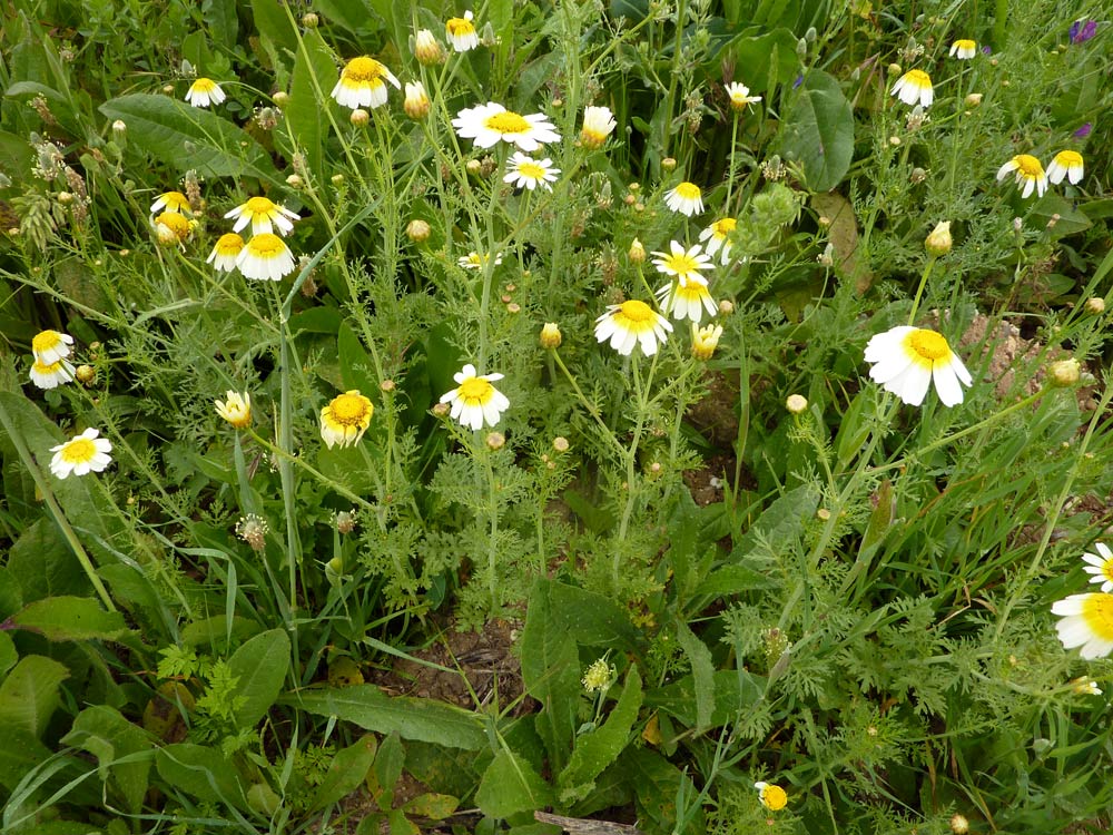 Glebionis coronaria / Crisantemo giallo