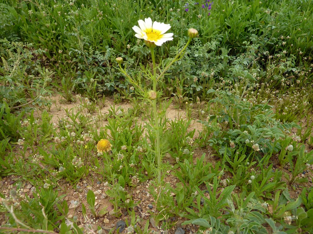 Glebionis coronaria / Crisantemo giallo