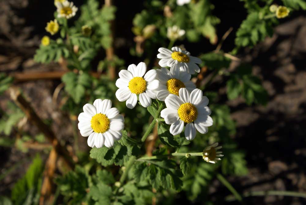 Tanacetum parthenium