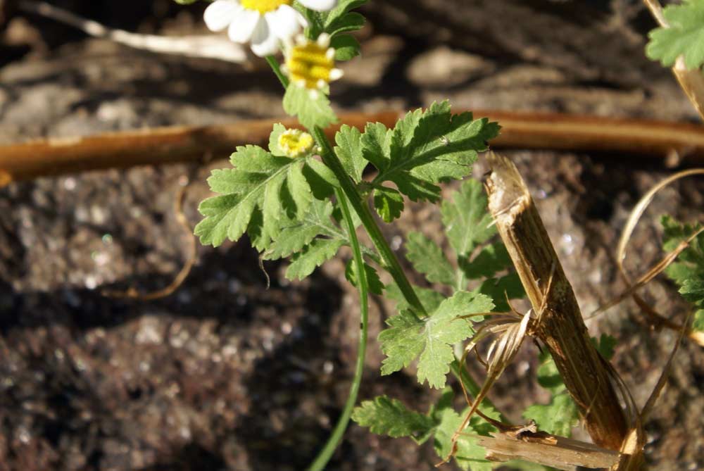 Tanacetum parthenium