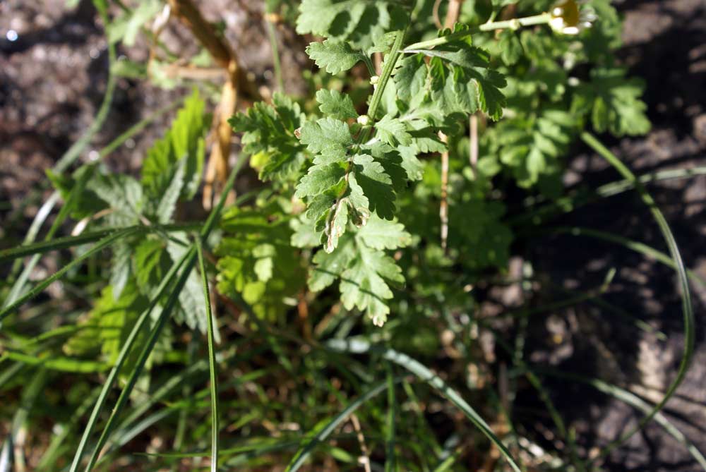 Tanacetum parthenium