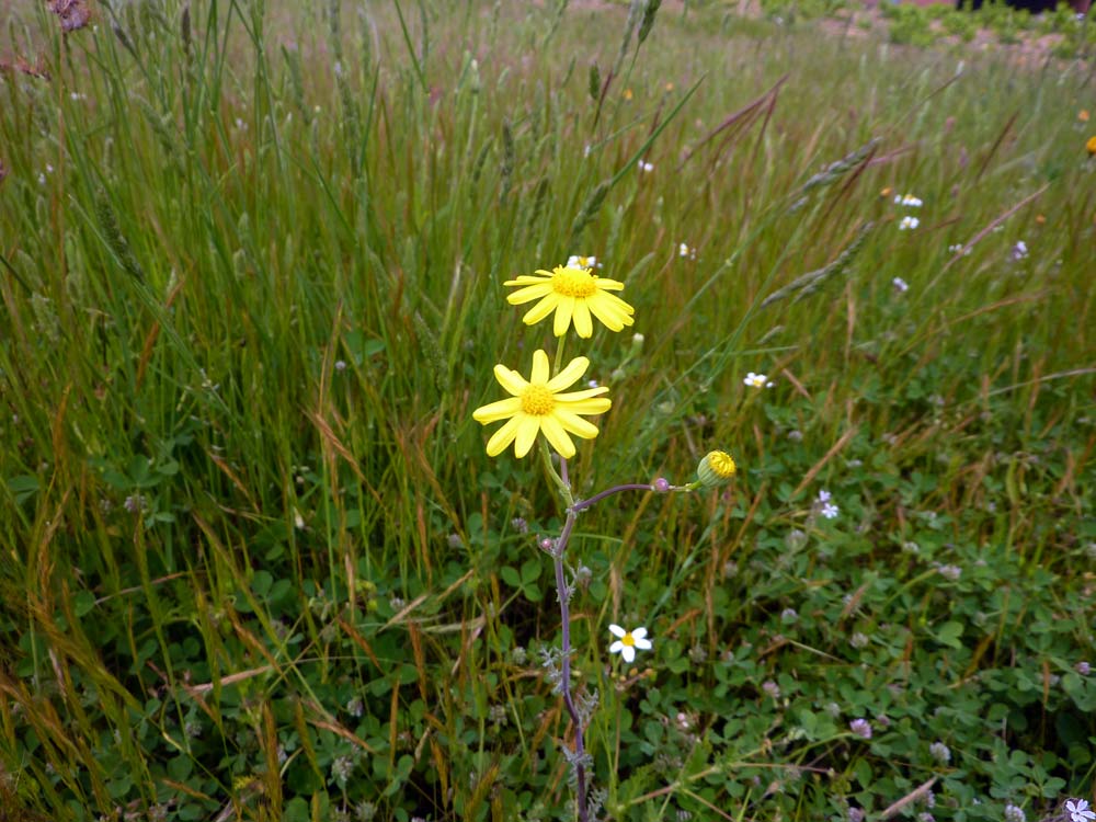 Senecio gallicus / Senecione gallico