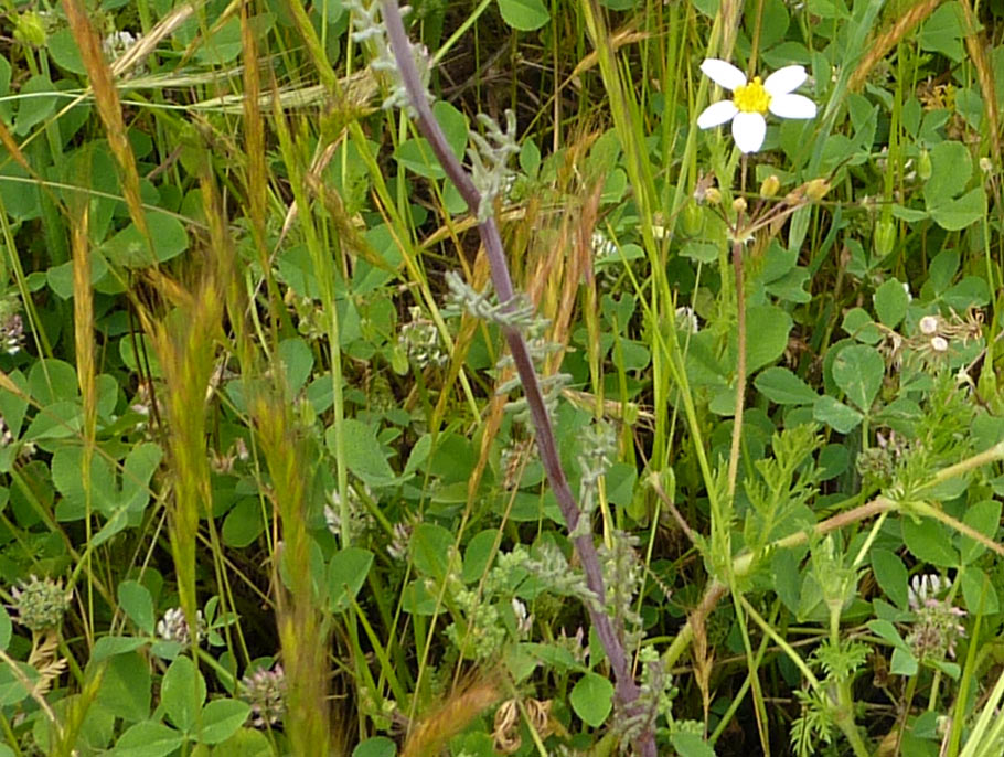 Senecio gallicus / Senecione gallico