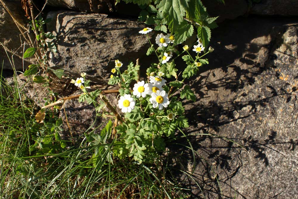 Tanacetum parthenium