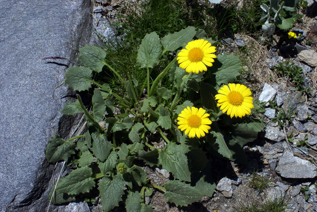 Doronicum grandiflorum / Doronico dei macereti