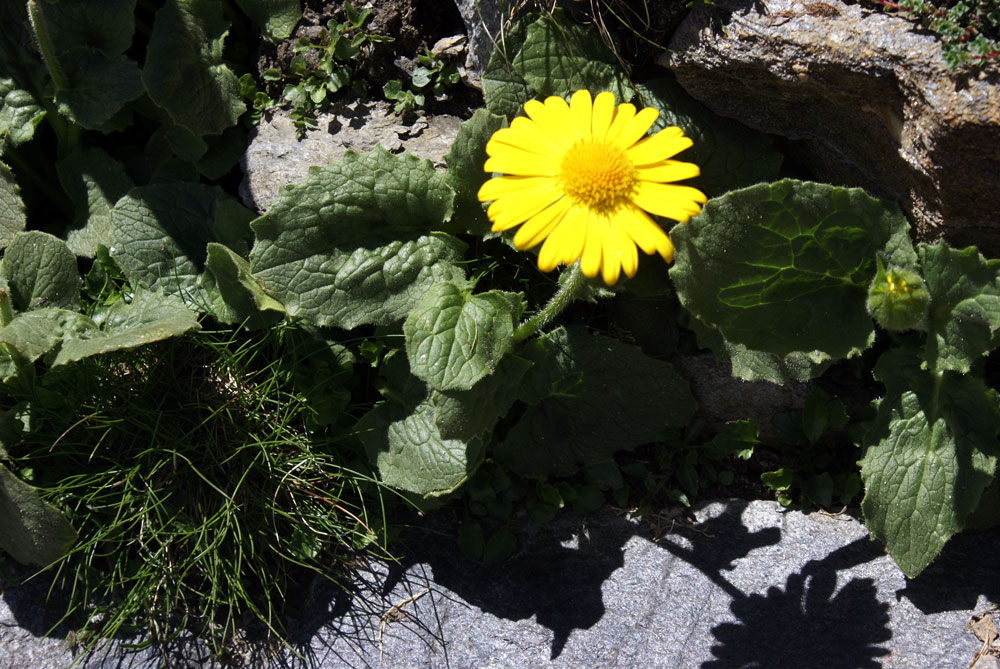 Doronicum grandiflorum / Doronico dei macereti