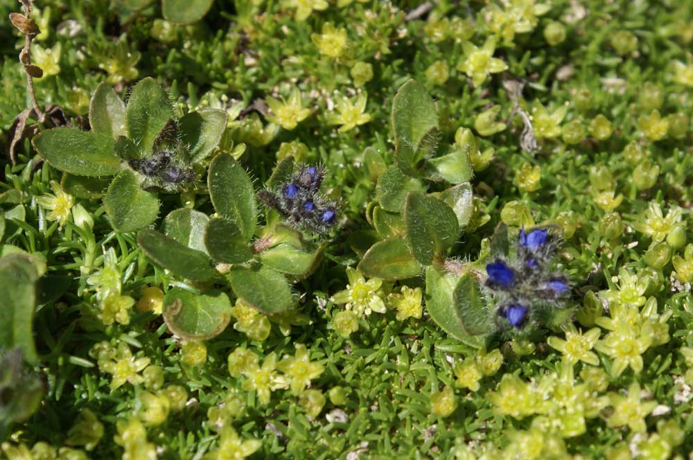 Veronica alpina / Veronica delle Alpi