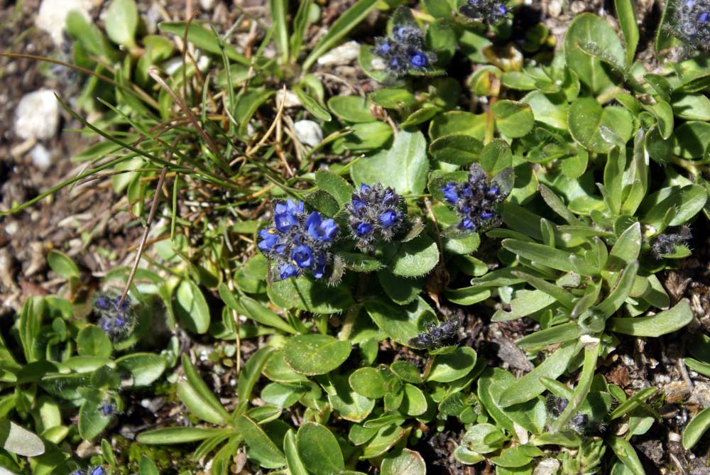 Veronica alpina / Veronica delle Alpi