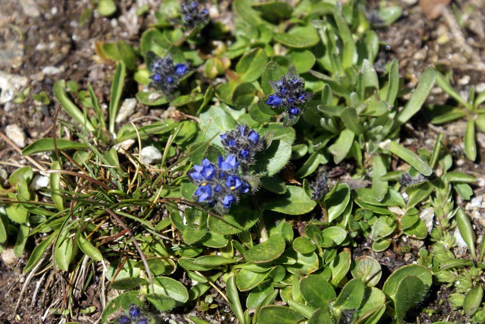 Veronica alpina / Veronica delle Alpi