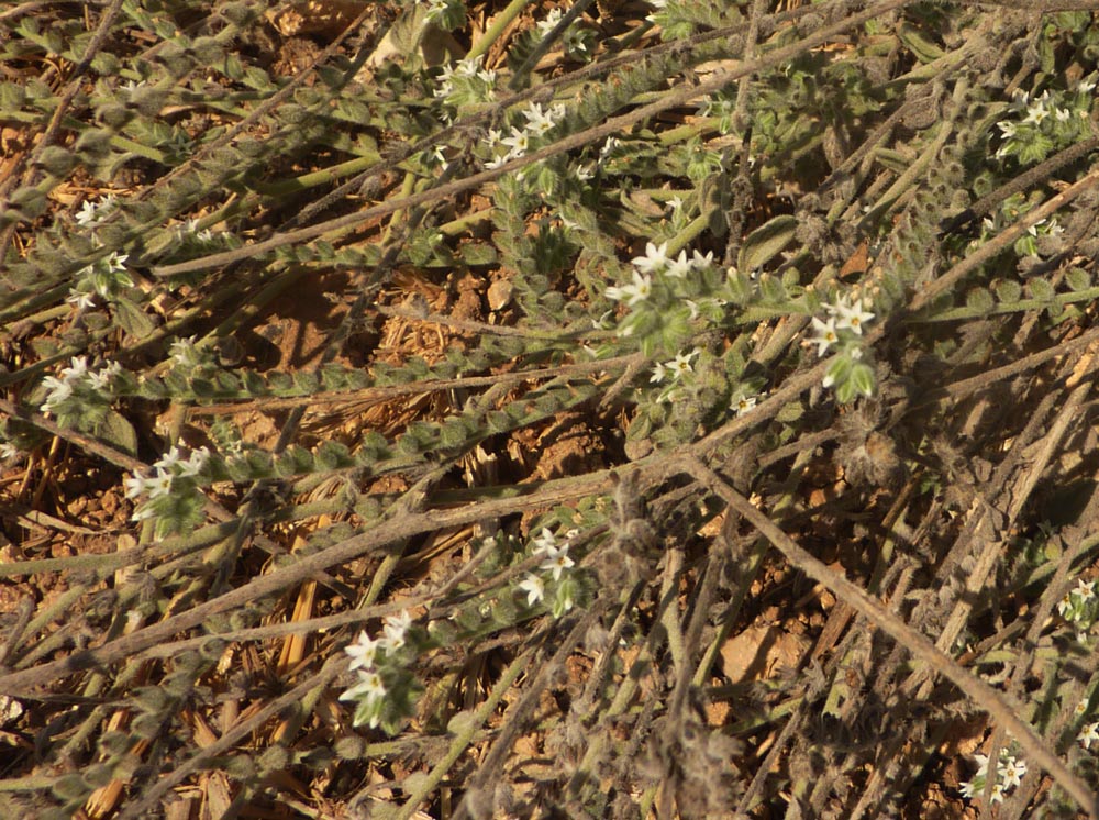 Microfiori - Heliotropium hirsutissimum ?