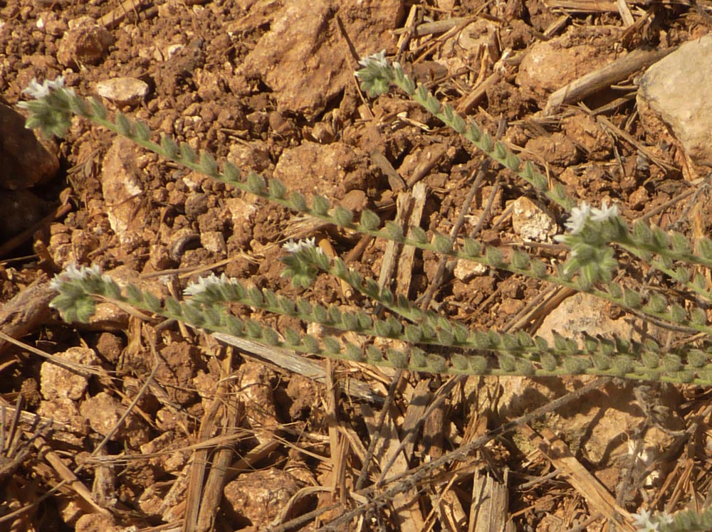 Microfiori - Heliotropium hirsutissimum ?