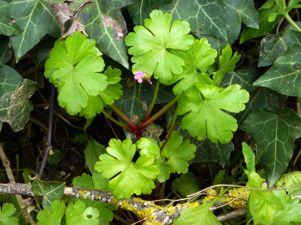 Geranium lucidum