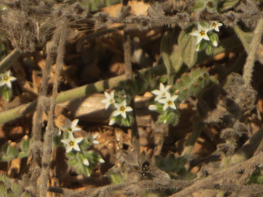 Microfiori - Heliotropium hirsutissimum ?