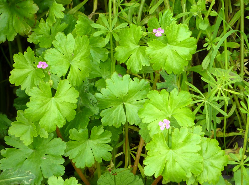 Geranium lucidum