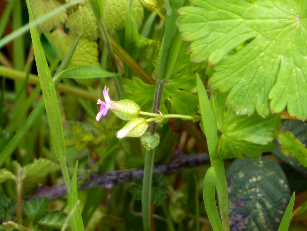 Geranium lucidum